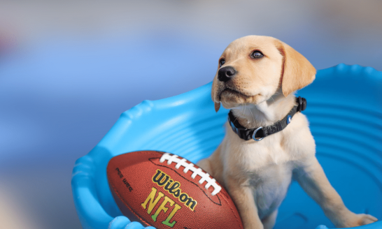 Yellow labrador puppy and football