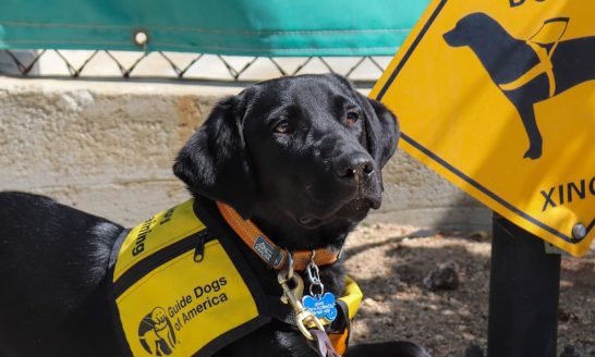 black lab, puppy in training vest, puppy crossing sign