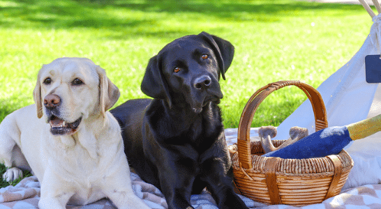 A yellow labrador and black labrador are laying on a picnic blanket.